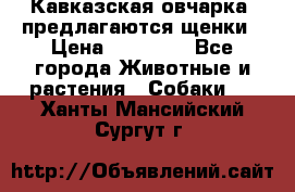 Кавказская овчарка -предлагаются щенки › Цена ­ 20 000 - Все города Животные и растения » Собаки   . Ханты-Мансийский,Сургут г.